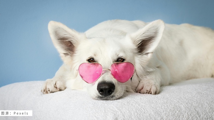 宠物界新宠！又一热门宠物用品疯狂热销