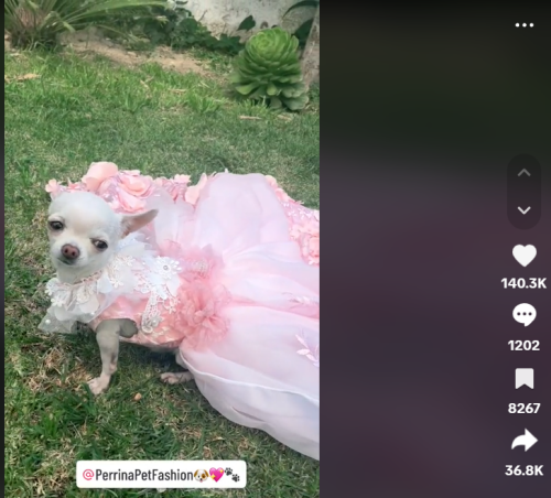 宠物服饰出海：解锁跨境电商的萌宠新风尚