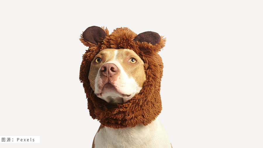 宠物服饰出海：解锁跨境电商的萌宠新风尚