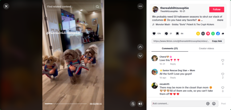 宠物服饰出海：解锁跨境电商的萌宠新风尚