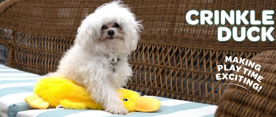 宠物“阿贝贝”风靡全网？ 穿戴甲月销3W+霸榜亚马逊！