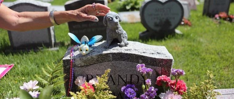 冷门赛道大生意！毛孩子身后事带火丧葬新蓝海 | 行业热点