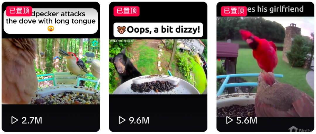 闲来观鸟、无事烧烤：巨能赚的冷门出海品牌丨2025Q3 BrandOS榜单