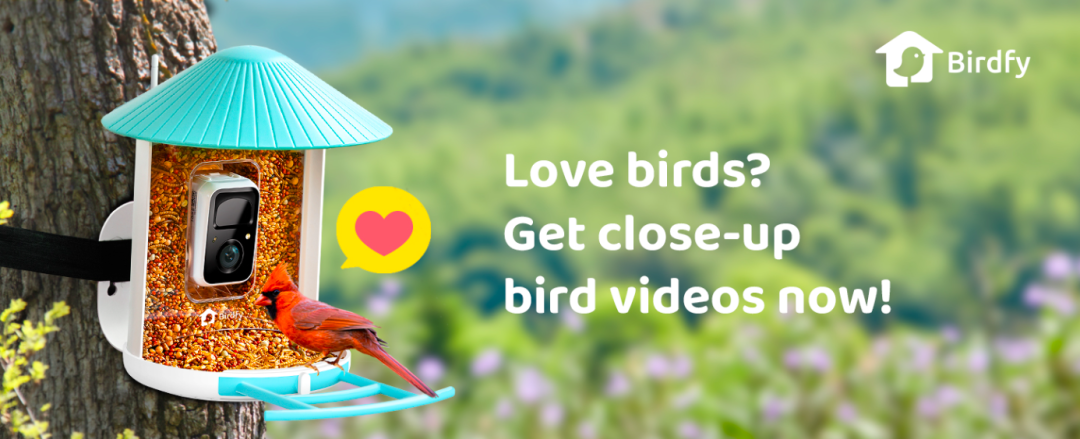 闲来观鸟、无事烧烤：巨能赚的冷门出海品牌丨2025Q3 BrandOS榜单