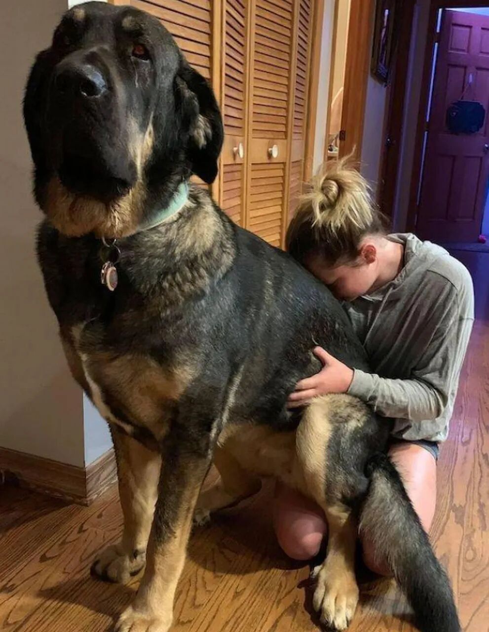 抢在蓝海变红海前,抓住这个45亿宠物取暖赛道|跨境电商 7 抢在蓝海变红海前,抓住这个45亿宠物取暖赛道|跨境电商