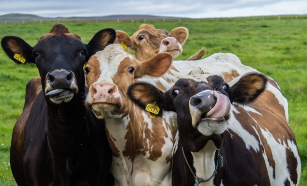 7起杀伤力极强的版权案件！不少卖家踩雷这些图，别再用！