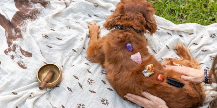 热度暴涨3150%，宠物水晶正成为新风口 | 爆品洞察
