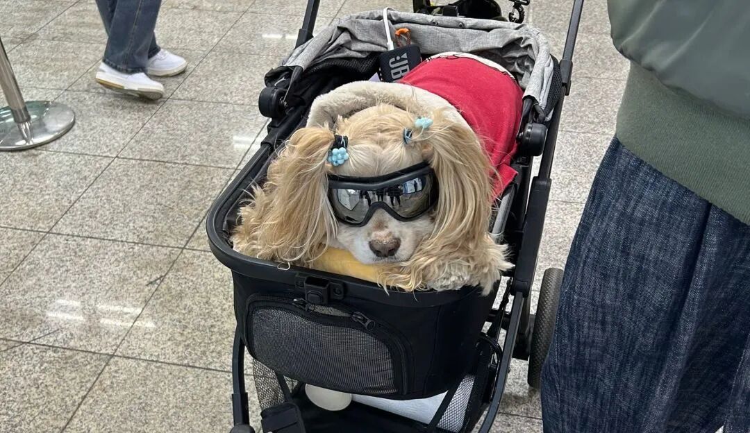 抢在蓝海变红海前,抓住这个45亿宠物取暖赛道|跨境电商 6 抢在蓝海变红海前,抓住这个45亿宠物取暖赛道|跨境电商