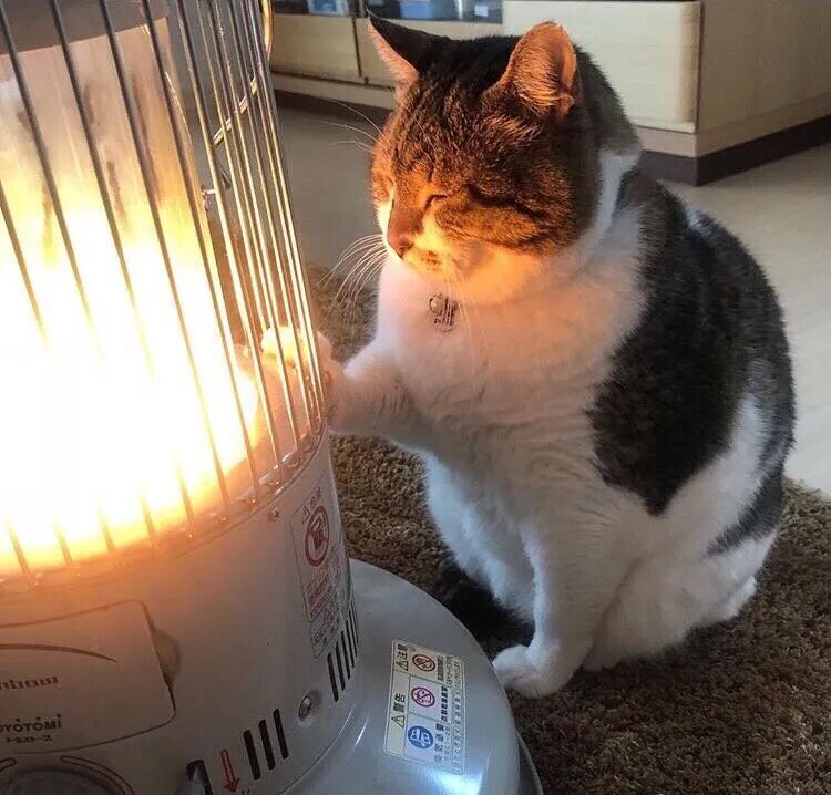 抢在蓝海变红海前,抓住这个45亿宠物取暖赛道|跨境电商 1 抢在蓝海变红海前,抓住这个45亿宠物取暖赛道|跨境电商