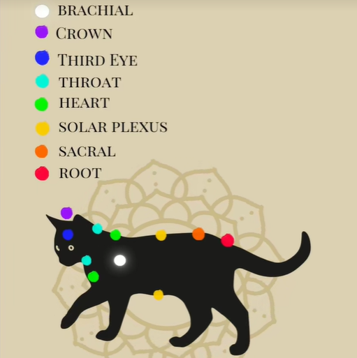 热度暴涨3150%，宠物水晶正成为新风口 | 爆品洞察