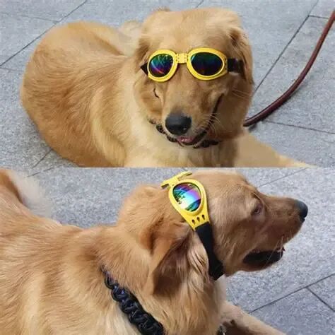 SHEIN上市受阻/欧洲家居类需求大幅度提升/宠物市场持续升温 | 欧洲跨境电商