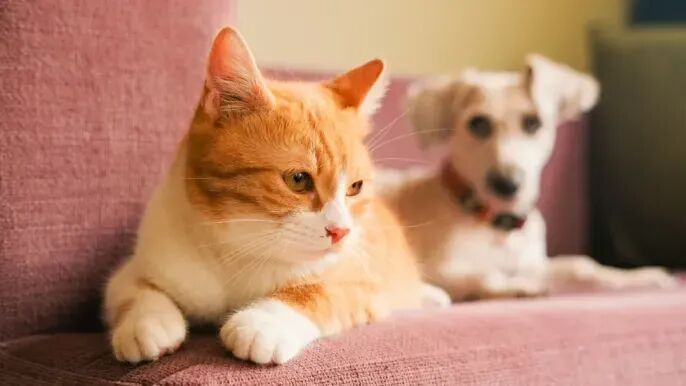 清真宠物食品：正在重新定义宠物护理的新兴市场