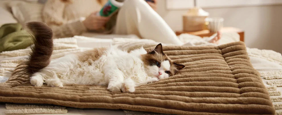 海外溢价53倍!“自加热”妥妥的宠物赛道流量密码