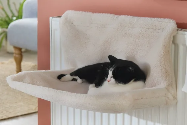 海外溢价53倍!“自加热”妥妥的宠物赛道流量密码 6 海外溢价53倍!“自加热”妥妥的宠物赛道流量密码