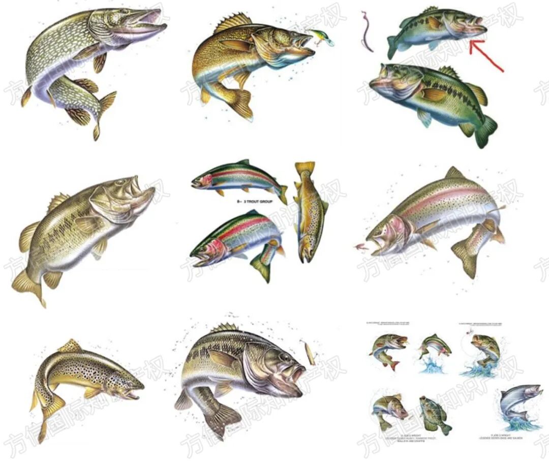 25-cv-7213，588名卖家天塌了！这些鱼艺插画版权商标一起来！