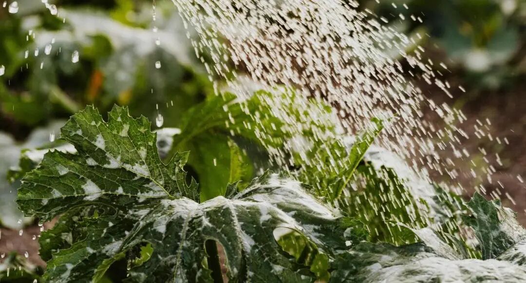 种下抗通胀的种子:巴西家庭菜园热潮背后的B2B跨境新机遇 4 种下抗通胀的种子:巴西家庭菜园热潮背后的B2B跨境新机遇