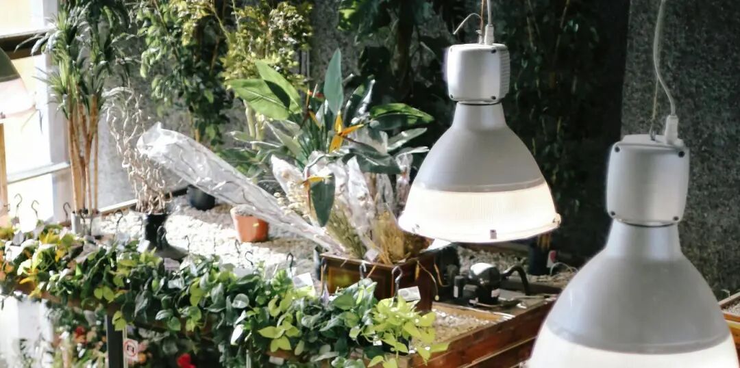 种下抗通胀的种子:巴西家庭菜园热潮背后的B2B跨境新机遇 1 种下抗通胀的种子:巴西家庭菜园热潮背后的B2B跨境新机遇