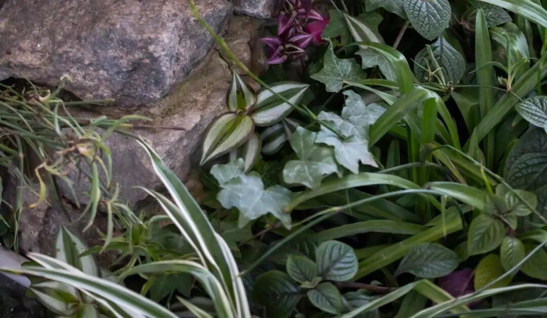 种下抗通胀的种子:巴西家庭菜园热潮背后的B2B跨境新机遇 5 种下抗通胀的种子:巴西家庭菜园热潮背后的B2B跨境新机遇