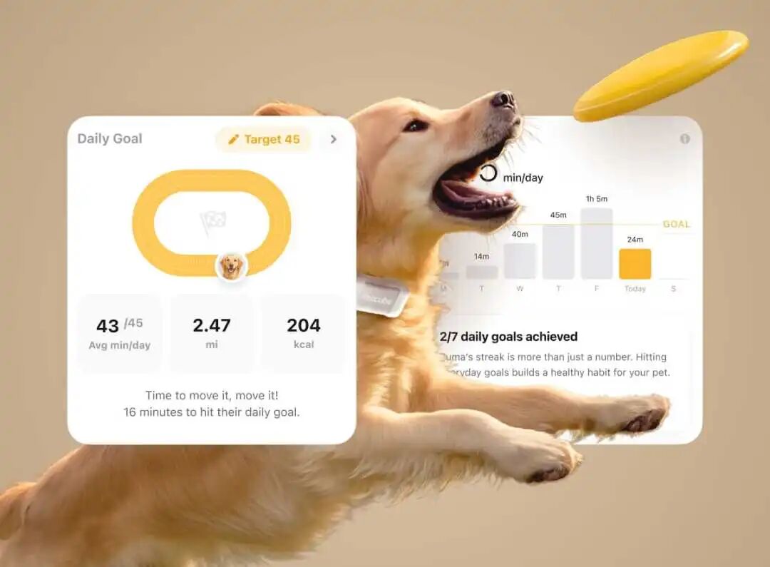 65名员工吸金上亿，宠物监控“照”出北美爆品