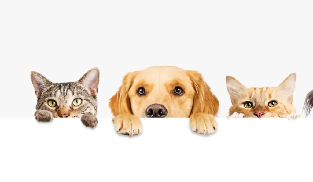 中国宠物市场的7个新趋势,哪些是欧洲卖家的真机会? | 欧洲跨境电商