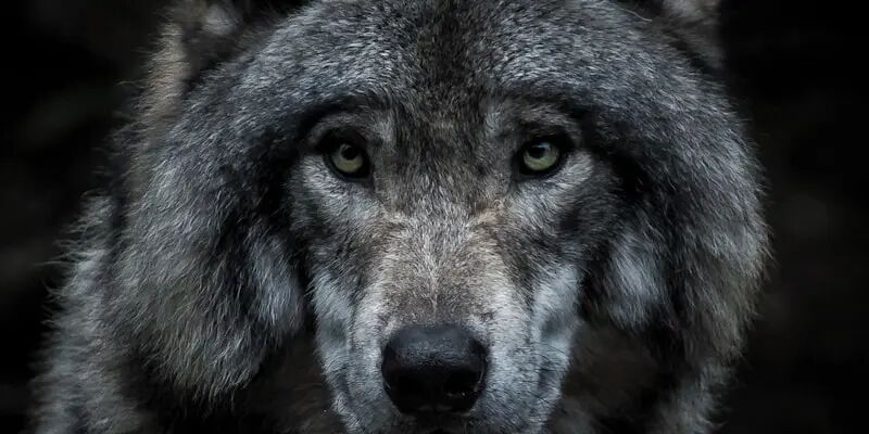 一天一家跨境电商公司：公狼网络