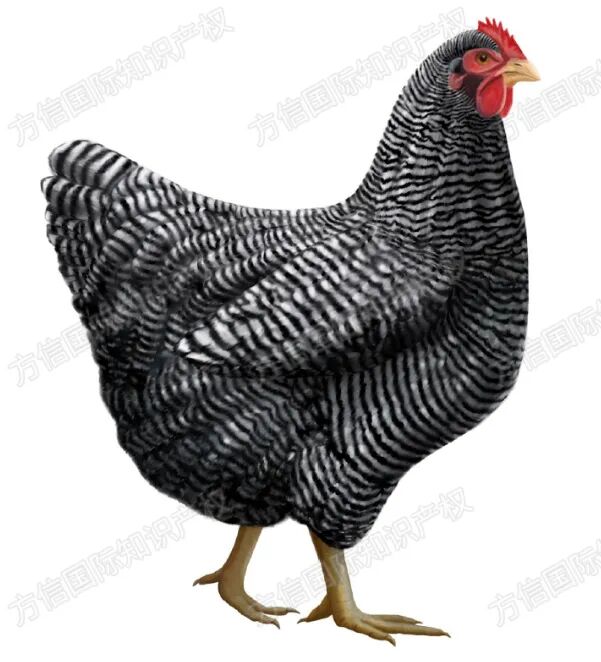 以为店铺很安全?这7个侵权案告诉你,风险就在“想当然”的细节里! 23 以为店铺很安全?这7个侵权案告诉你,风险就在“想当然”的细节里!