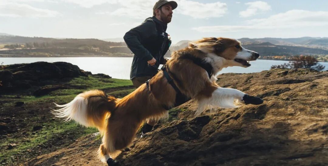 靠一只狗碗开局，年入2000万美金，这个宠物户外品牌火了！