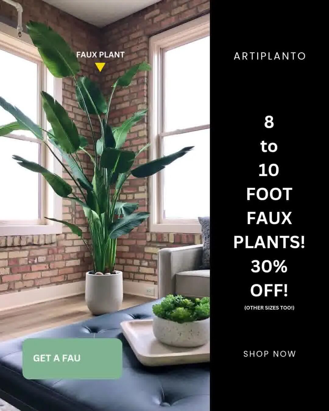 狂卖$28万+，这个DTC品牌靠“养不死”的绿植打爆欧美市场