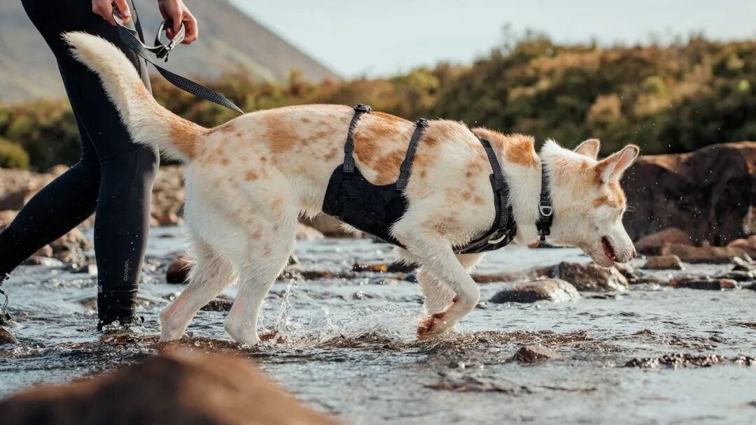 靠一只狗碗开局，年入2000万美金，这个宠物户外品牌火了！