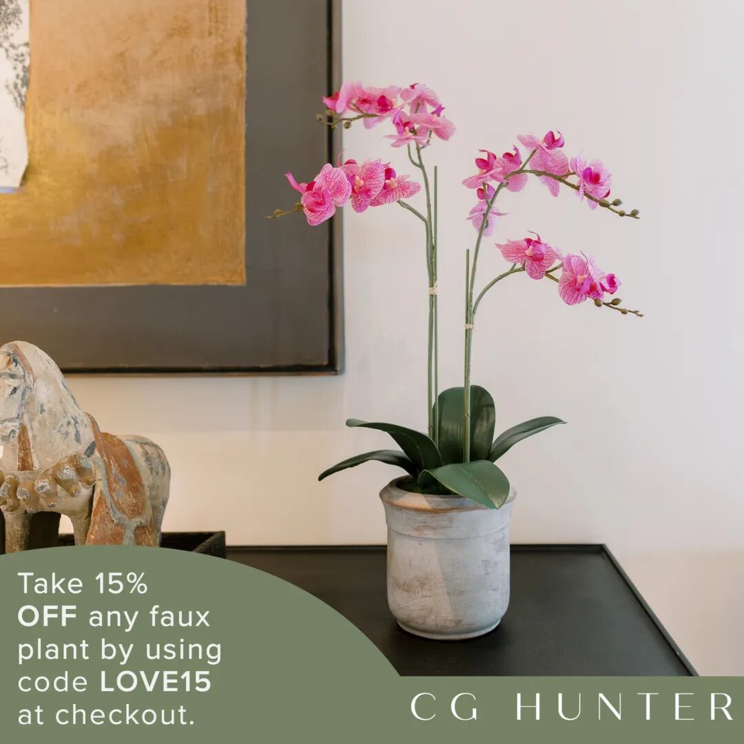 狂卖$28万+，这个DTC品牌靠“养不死”的绿植打爆欧美市场