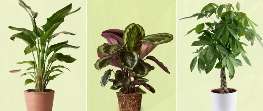 狂卖$28万+，这个DTC品牌靠“养不死”的绿植打爆欧美市场