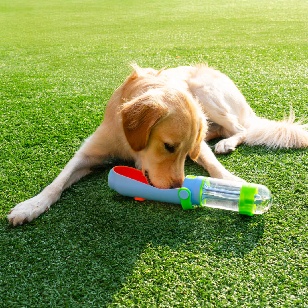 9个月卖出$100万，宠物DTC创业4年只出3个品，但个个爆单