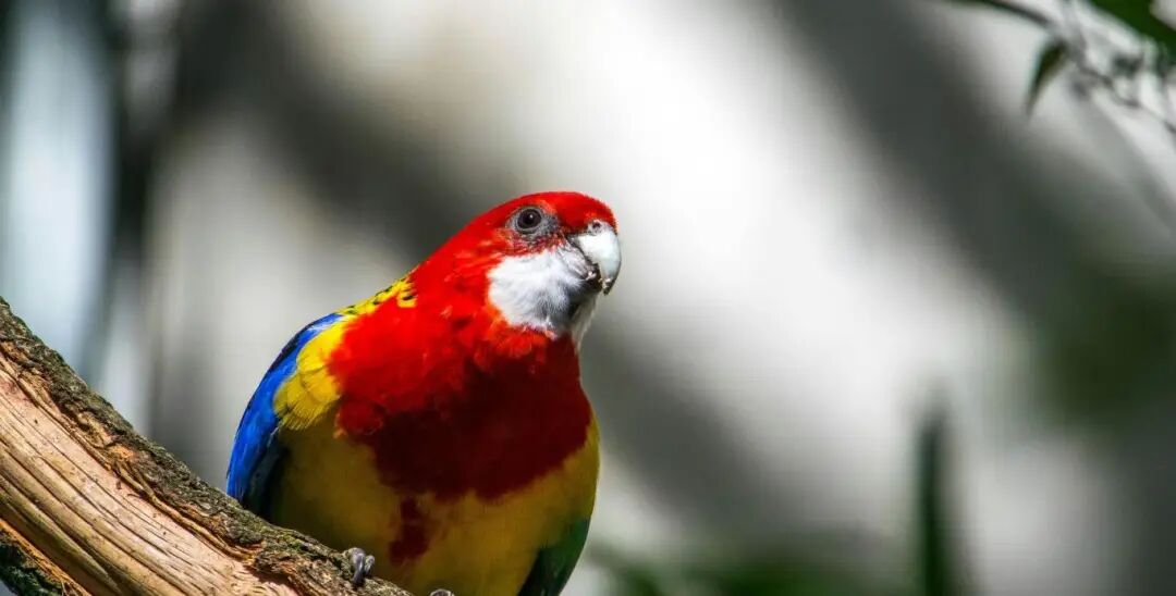 飞翔的蓝海 | 2026拉美鸟系异宠市场深度洞察