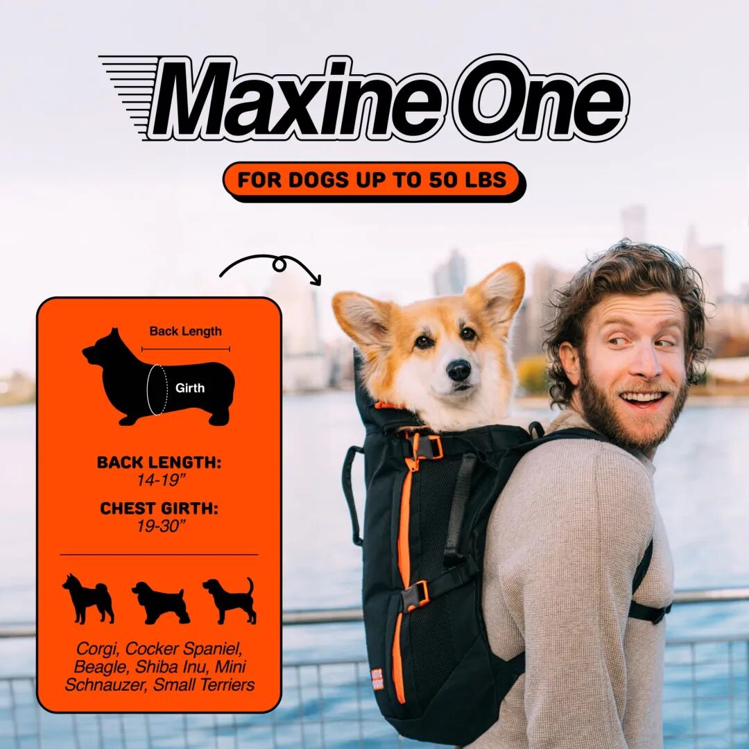 9个月卖出$100万，宠物DTC创业4年只出3个品，但个个爆单