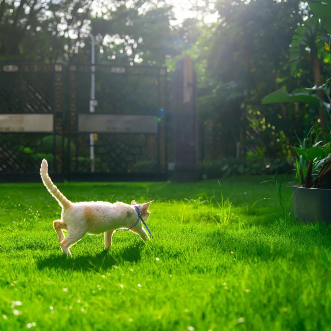 宠物x园艺 | 如何抓住拉美宠物后院新商机