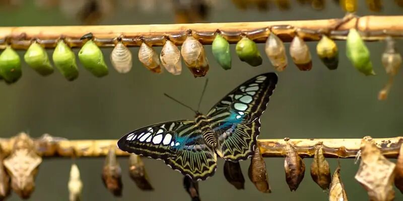 一天一家跨境电商公司：三态股份