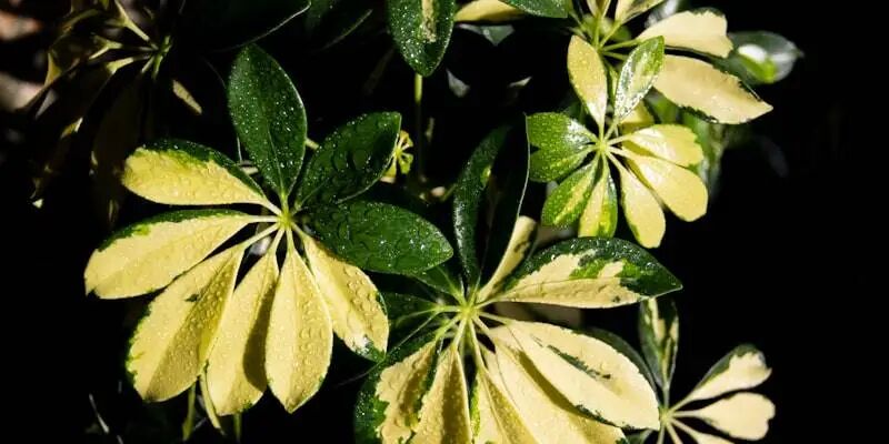 隐形大卖，把"精铺"做成了一门反常识的生意