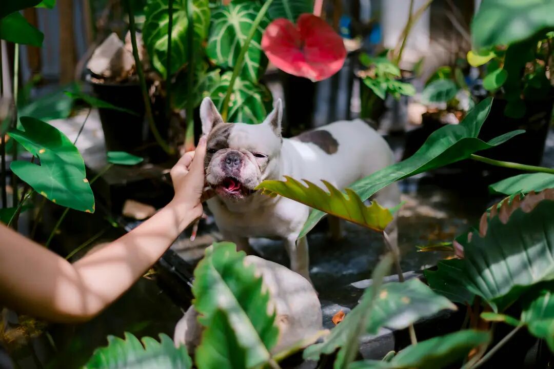 宠物x园艺 | 如何抓住拉美宠物后院新商机