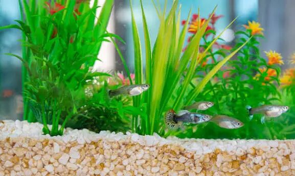 马来西亚水族设备月销涨了 138%，这波跨境卖家能不能冲？